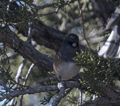 Junco hyemalis