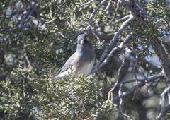 Junco hyemalis