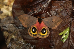 Automeris belti