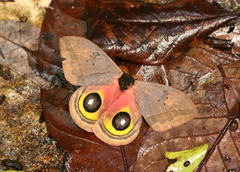 Automeris belti