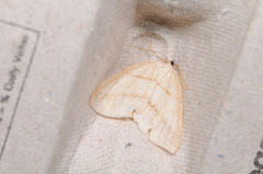 Petrophora subaequaria