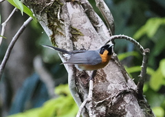 Symposiachrus trivirgatus