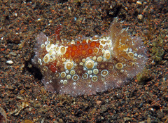 Carminodoris estrelyado