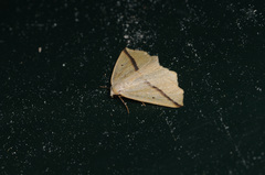 Tetracis crocallata