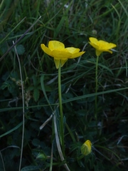 Ranunculus bulbosus