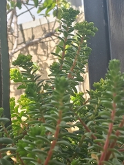 Sedum × luteoviride
