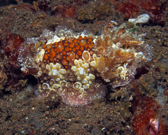 Carminodoris estrelyado