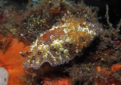Carminodoris estrelyado