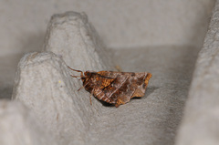 Selenia alciphearia