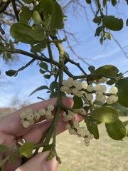 Phoradendron leucarpum