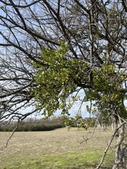 Phoradendron leucarpum