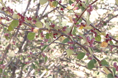 Cotoneaster nummularius