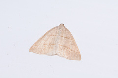 Petrophora subaequaria