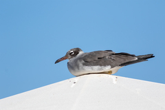Ichthyaetus leucophthalmus