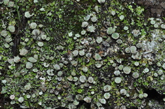 Cladonia humilis
