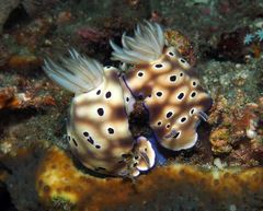 Hypselodoris tryoni