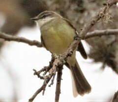 Mecocerculus leucophrys