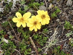 Bidens andicola