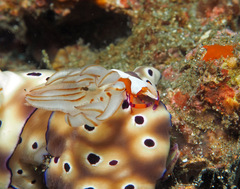 Hypselodoris tryoni