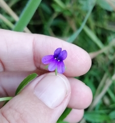 Monopsis stellarioides
