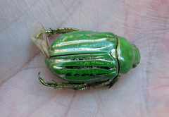 Chrysina gloriosa