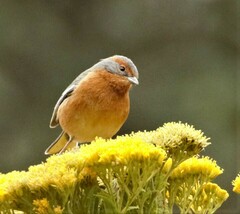 Microspingus erythrophrys