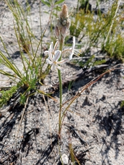Trachyandra hirsutiflora