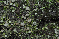 Cladonia humilis
