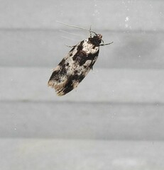 Barea confusella
