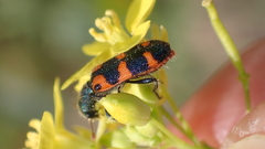 Trichodes leucopsideus