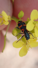 Trichodes leucopsideus