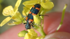 Trichodes leucopsideus