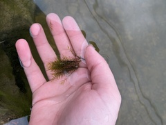 Fissidens fontanus