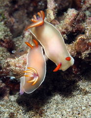 Hypselodoris bullockii