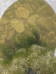 Fissidens fontanus