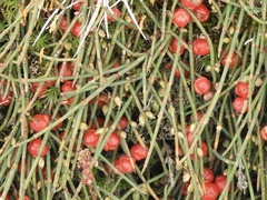 Ephedra americana