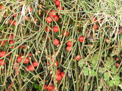 Ephedra americana