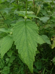 Agastache rugosa