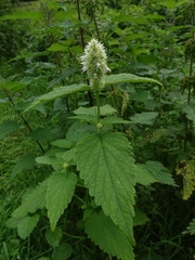 Agastache rugosa