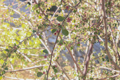 Cotoneaster nummularius