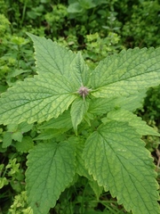 Agastache rugosa