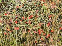 Ephedra americana