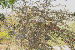 Cotoneaster nummularius