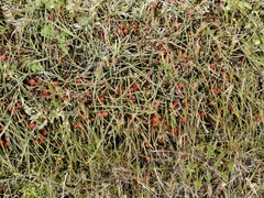 Ephedra americana