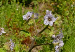 Phacelia bolanderi