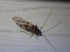 Teliapsocus