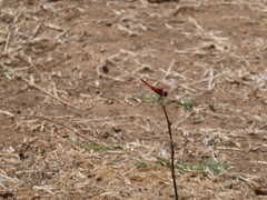 Urothemis