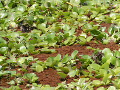 Limnobium laevigatum