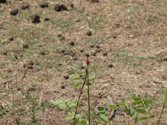 Urothemis