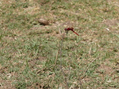 Urothemis